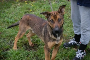 *BUDDY* wie alle Schäferhunde (Mischlinge) ist er neugierig und aktiv