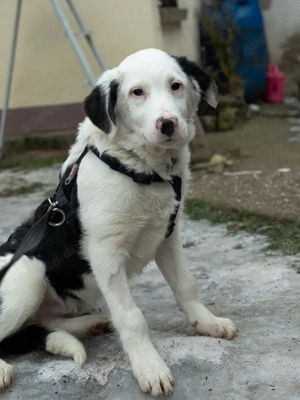 MARVEL - der Sanftmütige