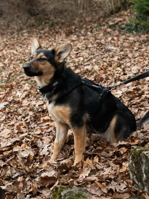 Schäferhund-Mix-Hündin