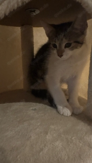 8 wochen alter kater