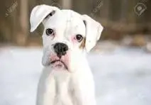 Suche einen weißen Boxer Rüden