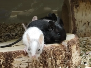 Süßer kleiner Schokoschecken Bub sucht demnächst Anschluss in Männer WG