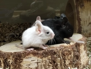 Süßer kleiner Schokoschecken Bub sucht demnächst Anschluss in Männer WG