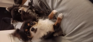 Liebenswerte Chihuahua  Dame  sucht ein liebevolles Zuhause