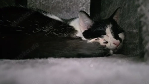    Lieber Kater sucht ein neues Zuhause   