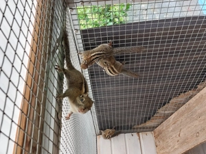 Gruppe Baumstreifenhörnchen abzugeben 