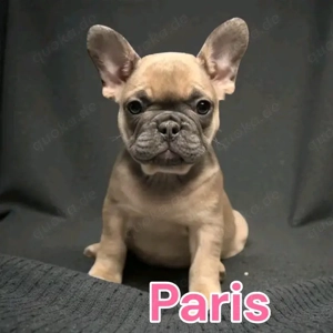 Französischen Bulldoggenwelpen