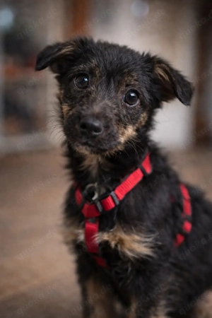 Zarte Pinscher-Mix-Hündin (3 Monate) sucht liebevolles Zuhause 