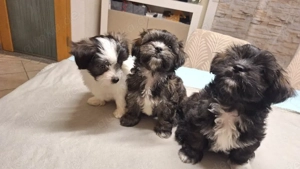 Shih tzu   Pomsky Mix (Shihpom   Shiranians)