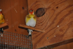 Stieglitz Major Gelbschimmel