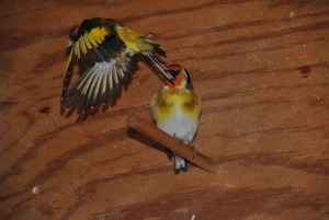 Stieglitz Major Gelbschimmel