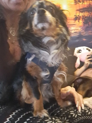 Deckrüde kein verkauf Bild 2