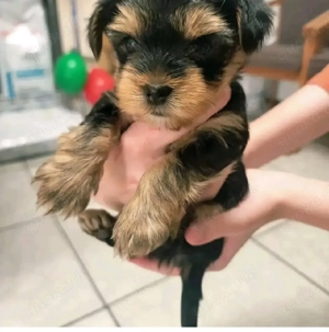 Yorkshire-Terrier-Welpen (männlich und weiblich), 12 Wochen alt, zu verkaufen. Geimpft