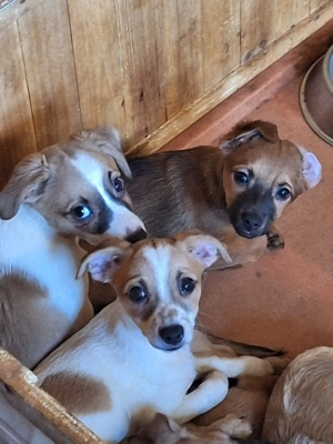 Jack Russel Welpen 12 Wochen alt