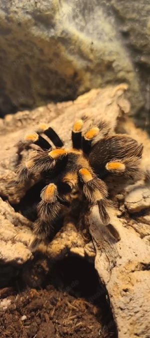 suche  brachipelma harmorri ,Vogelspinne