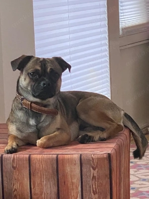 Mops Mix 1,5 Jahre männlich