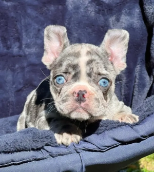 Französische Bulldoggenwelpen