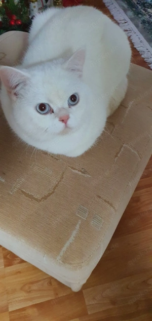 BKH Deckkater weiß mit blauen Augen  Bild 4