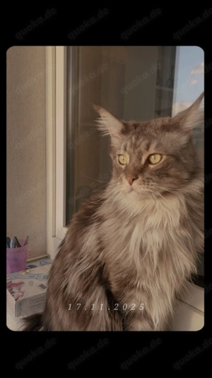 Maine coon & Europäische Kurzhaar Kater