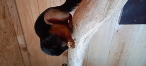 SUCHE Schönhörnchen Prevosti Männchen