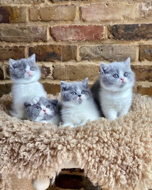 Blau-weißes Britisch Kurzhaar-Kätzchen zu verkaufen