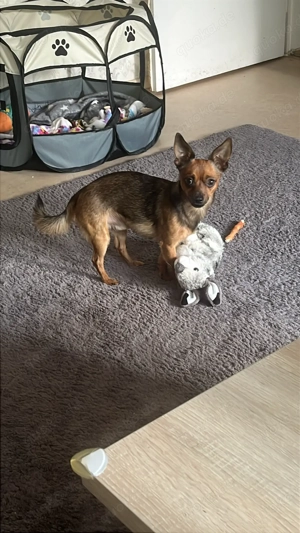 chihuahua-pomeranian-mix Rüde