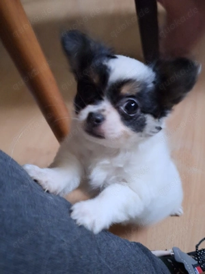 Chihuahua Welpe 12 Wochen alt