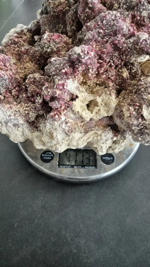 Meerwasser Aquarium Steine  Bild 5