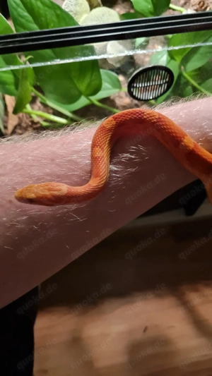 Kornnatter Terrarium mit zwei Bewohnern