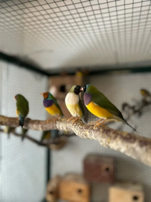 Gouldamadinen 10 Stück