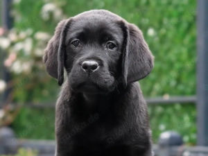 Labrador Retriever 