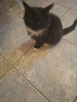 Zuckersüße Maine Coon Kitten 