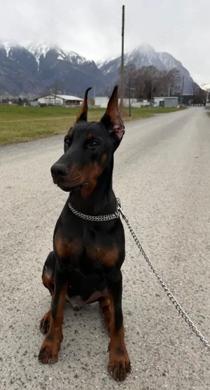 Dobermann Rüde kupiert