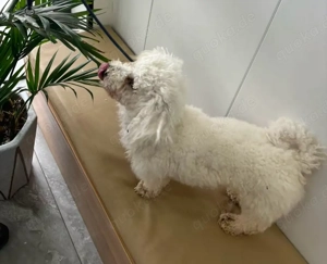 Fritz sucht sein Zuhause! 