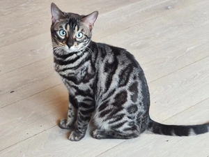 Bengal Deckkater Bild 2