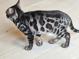 Bengal Deckkater