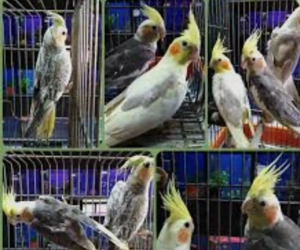 Junge Nymphensittich 