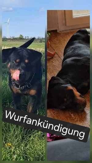 unsere hündin bekommt babys 