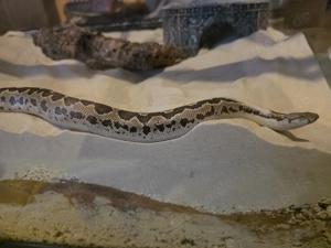 Pakistan Sandboa (2.5 Jahre alt - 50-55cm lang. 