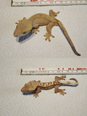 Kronengecko 1,5 Jahre alt