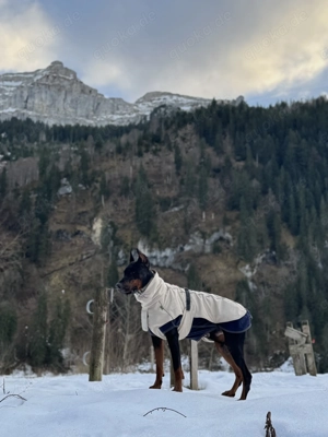 FCI Dobermann Deckrüde mit Papieren