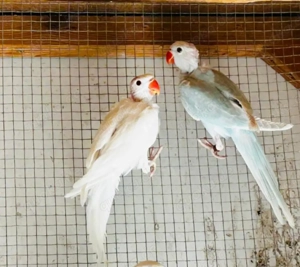 Junge Halsbandsittiche