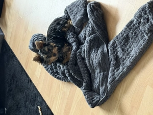 Yorkshire Hündin, 15 Wochen, abzugeben 