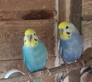 Nestjunge Wellensittiche