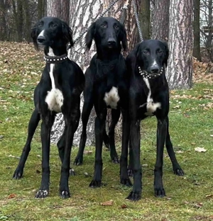 Saluki-Welpen   eine einzigartige Gelegenheit