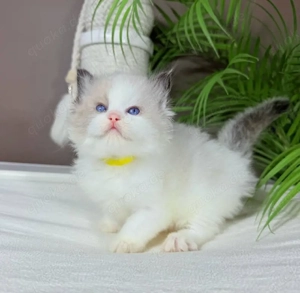 Bezaubernde Ragdoll-Kätzchen