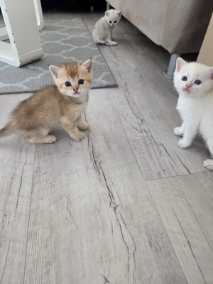    1 BKH Babykatze  süß & verspielt    