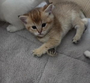    2 BKH Babykatzen   süß & verspielt    