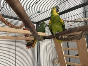 2 Weibliche Blaustirnenamazonen mit großem Käfig, Spielzeug und Futter abzugeben