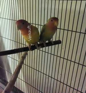 Verkaufe ein Rosenköpfchen 